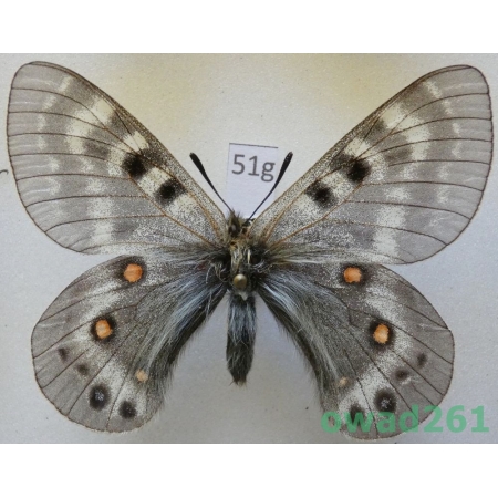 Parnassius delphius subsp. pulchra Eisner, 1939 male Kazachstan51g